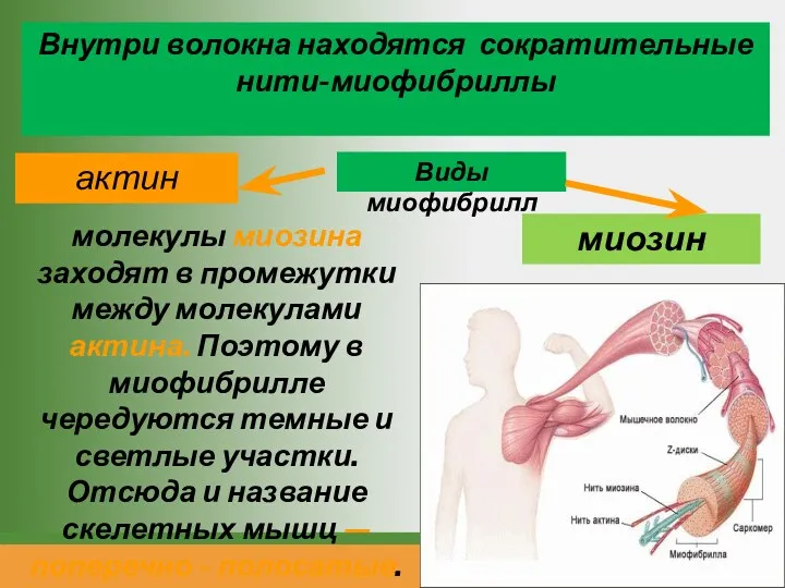 Внутри волокна находятся сократительные нити-миофибриллы актин миозин молекулы миозина заходят