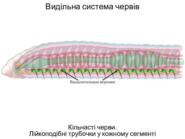 Видільна система червів Кільчасті черви. Лійкоподібні трубочки у кожному сегменті