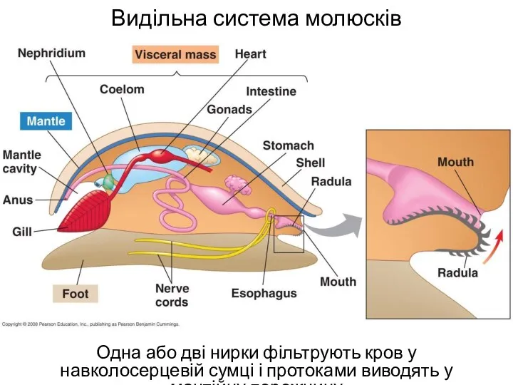 Видільна система молюсків Одна або дві нирки фільтрують кров у