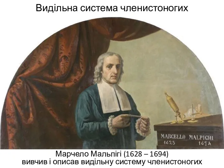 Видільна система членистоногих Марчело Мальпігі (1628 – 1694) вивчив і описав видільну систему членистоногих