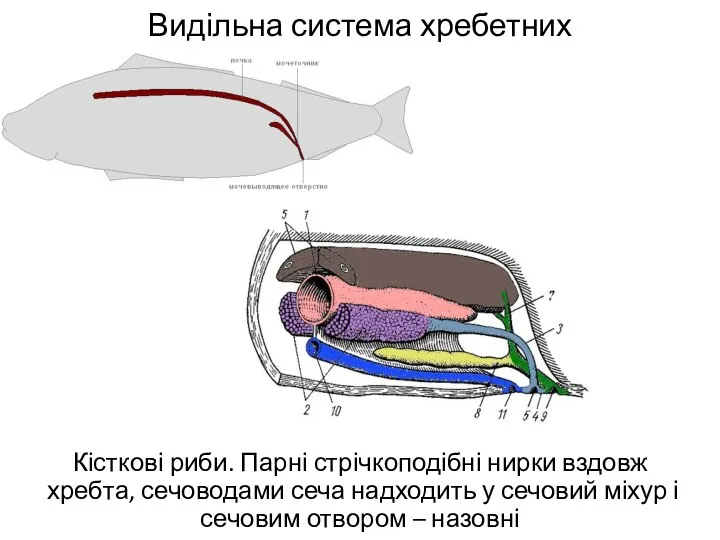 Видільна система хребетних Кісткові риби. Парні стрічкоподібні нирки вздовж хребта,