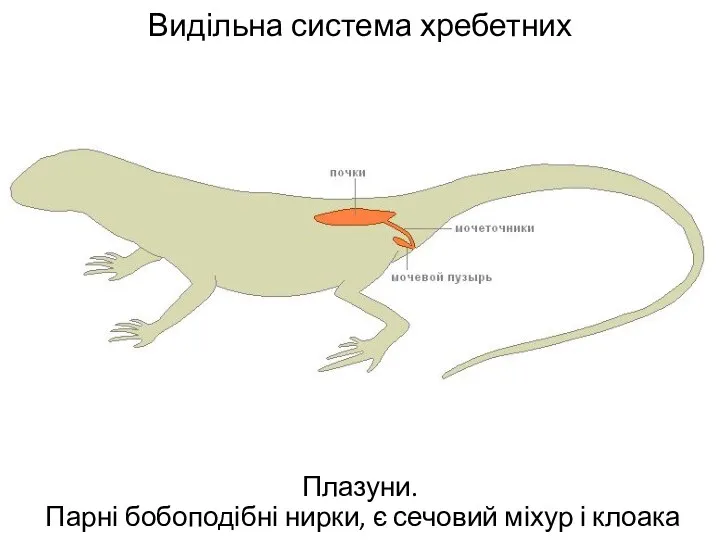 Видільна система хребетних Плазуни. Парні бобоподібні нирки, є сечовий міхур і клоака