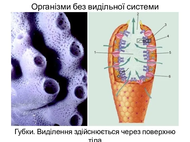 Організми без видільної системи Губки. Виділення здійснюється через поверхню тіла