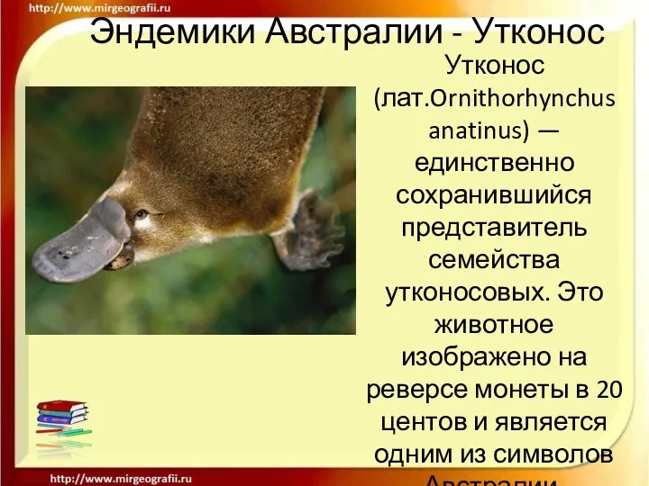 Эндемики Австралии - Утконос Утконос (лат.Ornithorhynchus anatinus) — единственно сохранившийся