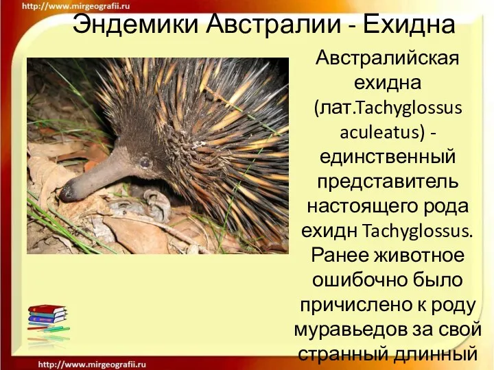 Эндемики Австралии - Ехидна Австралийская ехидна (лат.Tachyglossus aculeatus) - единственный