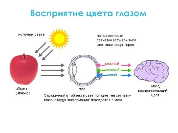 Восприятие цвета глазом