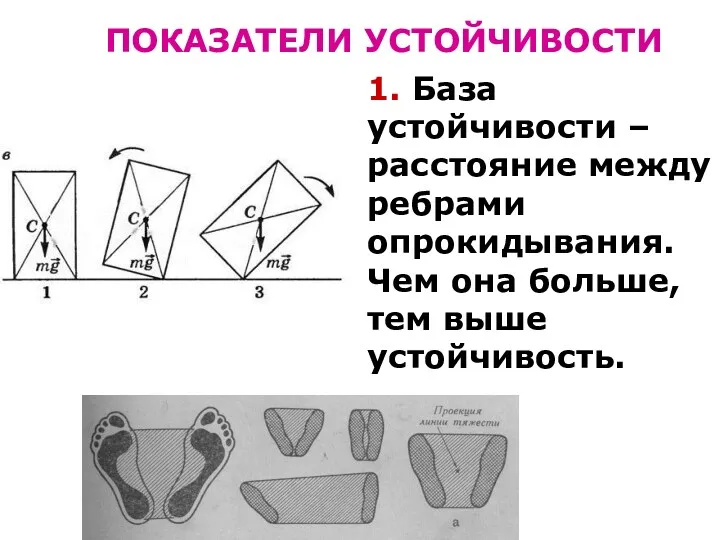 ПОКАЗАТЕЛИ УСТОЙЧИВОСТИ 1. База устойчивости – расстояние между ребрами опрокидывания. Чем она больше, тем выше устойчивость.