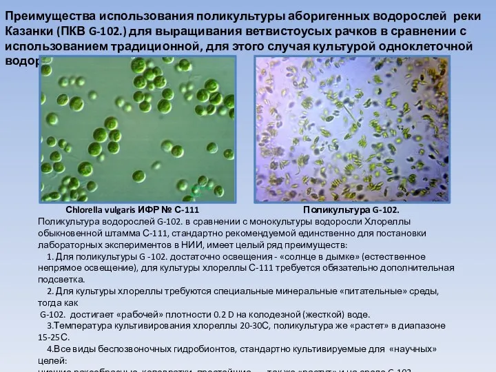 Преимущества использования поликультуры аборигенных водорослей реки Казанки (ПКВ G-102.) для