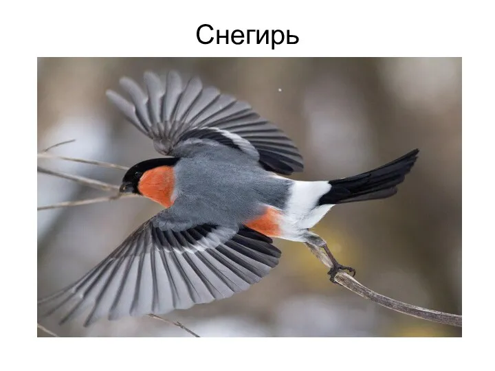 Снегирь