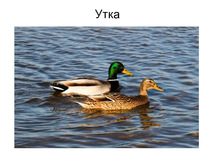 Утка