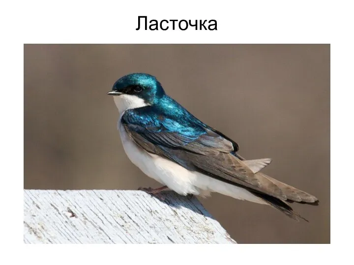 Ласточка