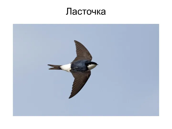 Ласточка