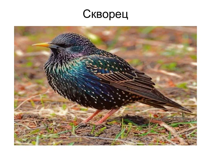 Скворец