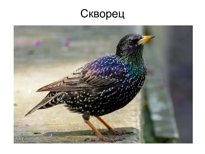 Скворец