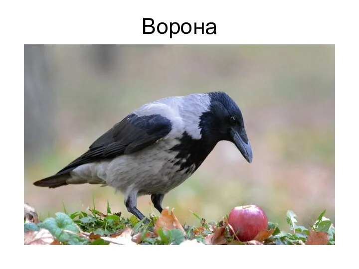 Ворона