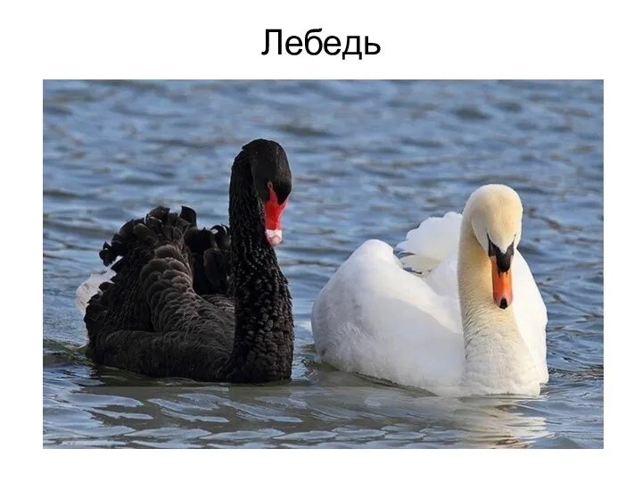 Лебедь