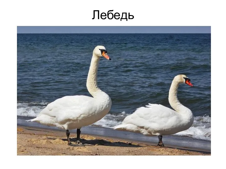 Лебедь