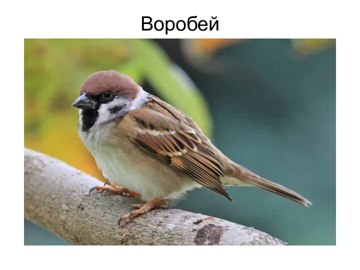 Воробей