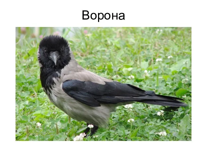 Ворона