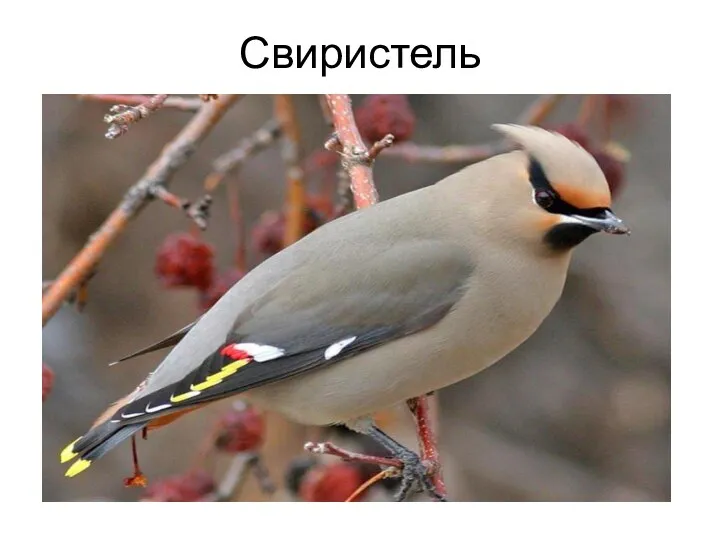 Свиристель