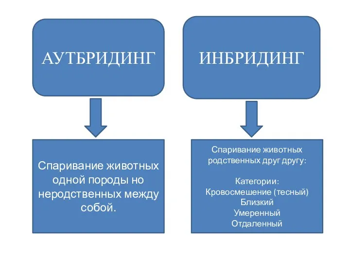 АУТБРИДИНГ ИНБРИДИНГ Спаривание животных одной породы но неродственных между собой.