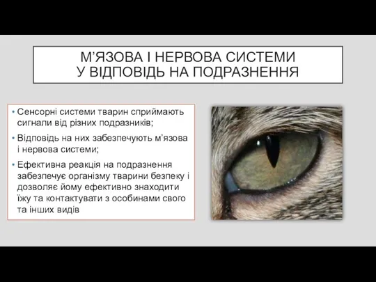 М’ЯЗОВА І НЕРВОВА СИСТЕМИ У ВІДПОВІДЬ НА ПОДРАЗНЕННЯ Сенсорні системи