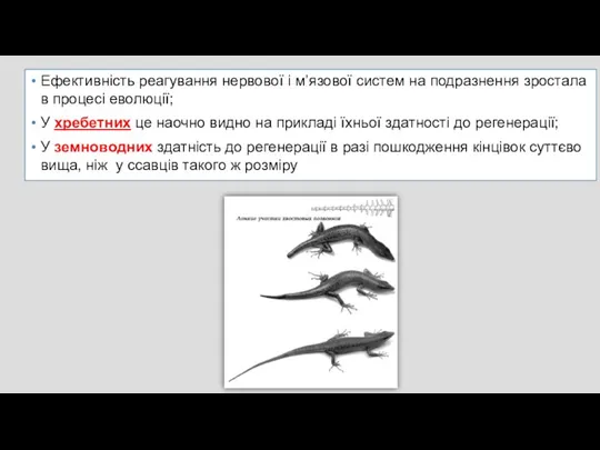 Ефективність реагування нервової і м’язової систем на подразнення зростала в