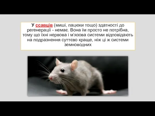 У ссавців (миші, пацюки тощо) здатності до регенерації - немає. Вона їм просто