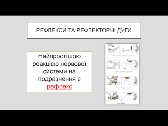 РЕФЛЕКСИ ТА РЕФЛЕКТОРНІ ДУГИ Найпростішою реакцією нервової системи на подразнення є рефлекс