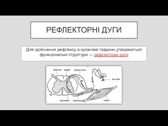 РЕФЛЕКТОРНІ ДУГИ Для здійснення рефлексу в організмі тварини утворюються функціональні структури — рефлекторні дуги