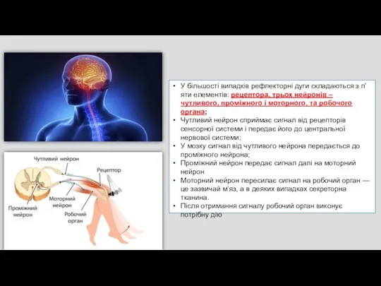 У більшості випадків рефлекторні дуги складаються з п’яти елементів: рецептора,