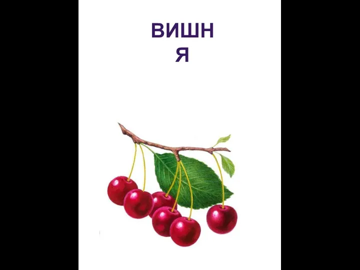 ВИШНЯ