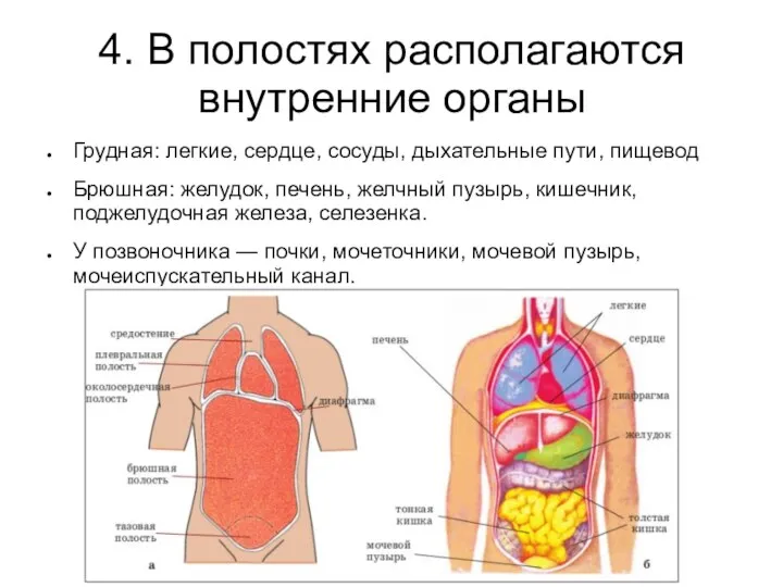 4. В полостях располагаются внутренние органы Грудная: легкие, сердце, сосуды, дыхательные пути, пищевод