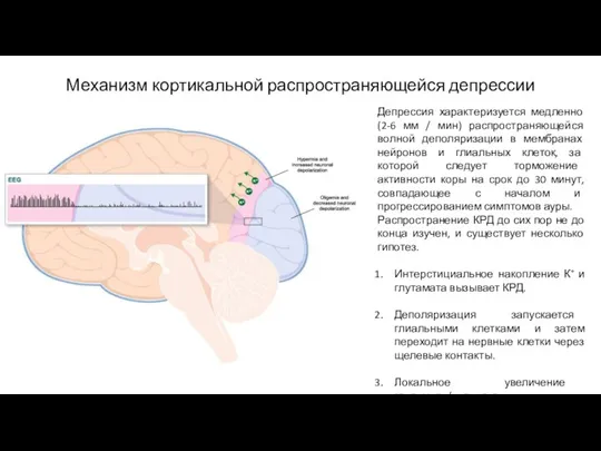 Механизм кортикальной распространяющейся депрессии Депрессия характеризуется медленно (2-6 мм /