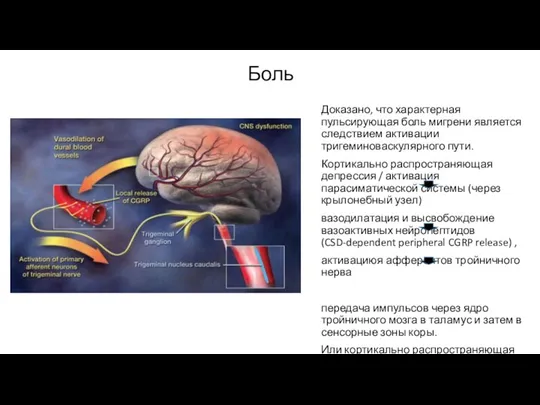 Боль Доказано, что характерная пульсирующая боль мигрени является следствием активации