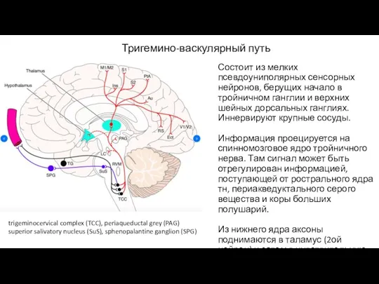 Тригемино-васкулярный путь Состоит из мелких псевдоуниполярных сенсорных нейронов, берущих начало