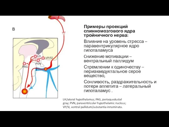 Примеры проекций спинномозгового ядра тройничного нерва: Влияние на уровень стресса