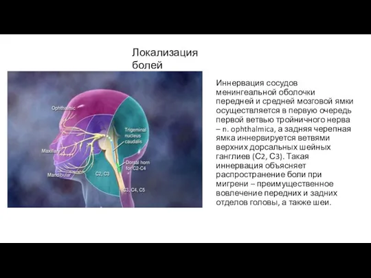 Иннервация сосудов менингеальной оболочки передней и средней мозговой ямки осуществляется