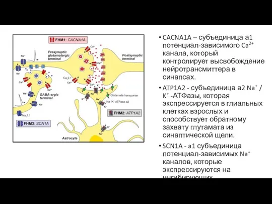 CACNA1A – субъединица а1 потенциал-зависимого Ca2+ канала, который контролирует высвобождение