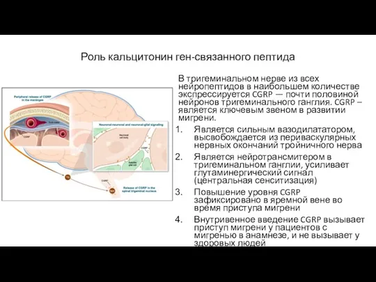 Роль кальцитонин ген-связанного пептида В тригеминальном нерве из всех нейропептидов