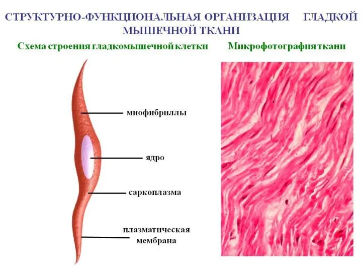 Мышечные клетки Мышечные клетки Мышечные клетки образуют мышечную ткань, что