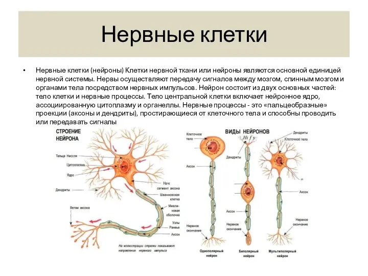 Нервные клетки Нервные клетки (нейроны) Клетки нервной ткани или нейроны