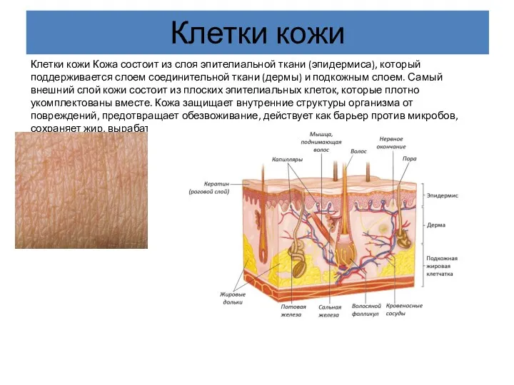 Клетки кожи Клетки кожи Кожа состоит из слоя эпителиальной ткани