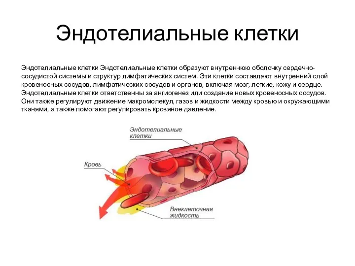 Эндотелиальные клетки Эндотелиальные клетки Эндотелиальные клетки образуют внутреннюю оболочку сердечно-сосудистой