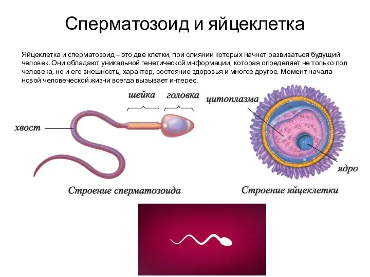 Сперматозоид и яйцеклетка Яйцеклетка и сперматозоид – это две клетки,