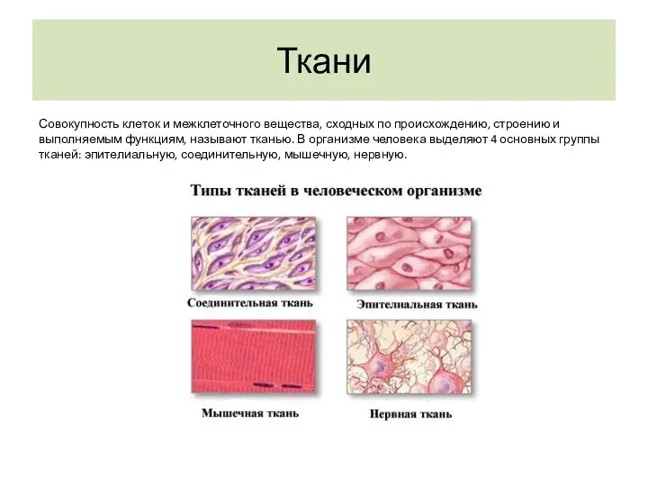 Ткани Совокупность клеток и межклеточного вещества, сходных по происхождению, строению