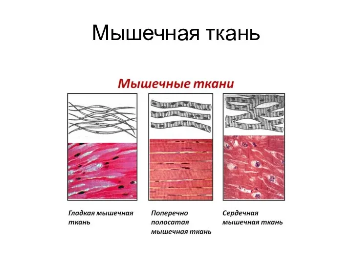 Мышечная ткань