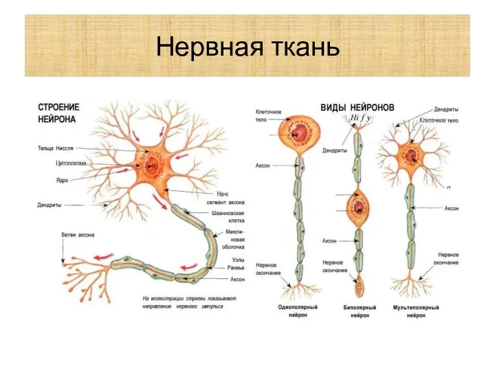 Нервная ткань