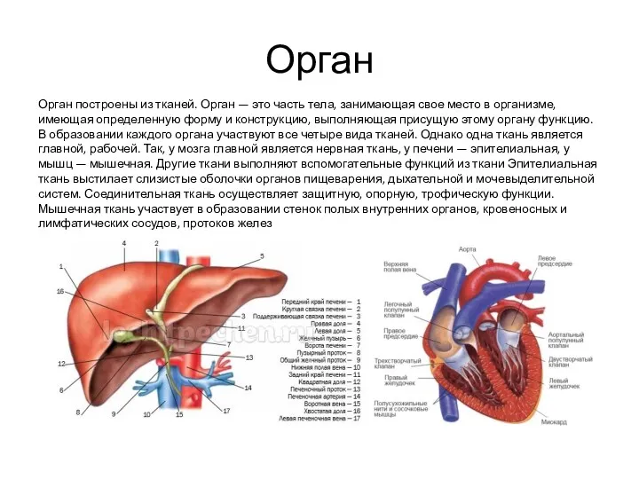 Орган Орган построены из тканей. Орган — это часть тела,