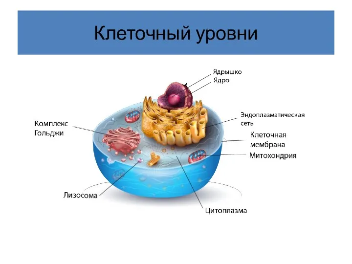 Клеточный уровни